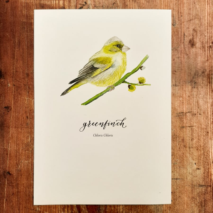 Greenfinch Watercolour Art Print