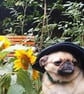 Vincent van Dogh - Pug - Postcard - A6 Print - Image 5