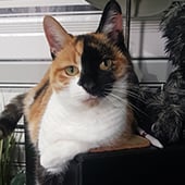 Jillennyjems