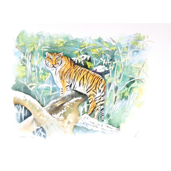 Tiger Original Watercolour Painting Large Cat Fine Art