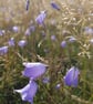 Harebell Necklace - Image 6