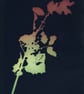 Holly I Print from Original Photogram - Ivory mount to fit 10x12 inch frame 