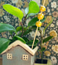 Yellow Beads Plant Stake 