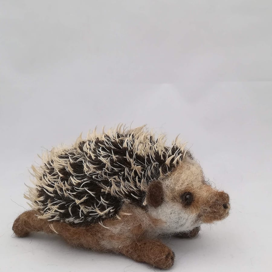Hedgehog adult