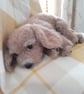 Knitted Puppy, dotpebbles knits design 