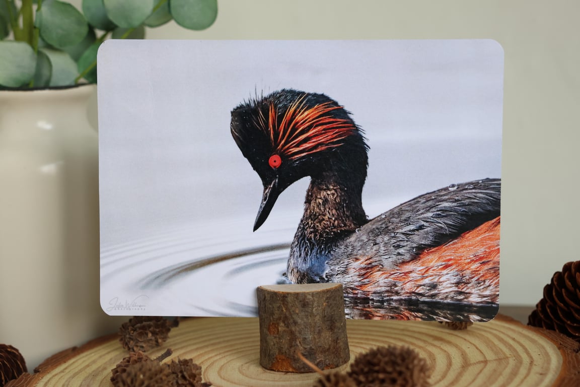 Black-Necked Grebe - Bird Postcard