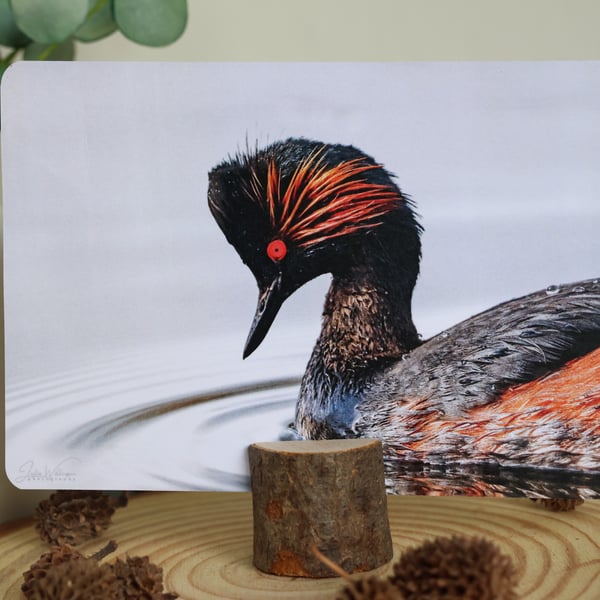 Black-Necked Grebe - Bird Postcard