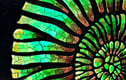 Ammonites