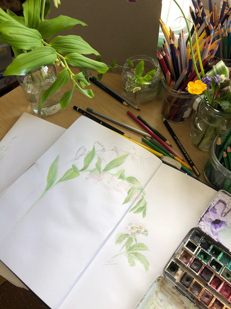 The Sea Thrift Studio