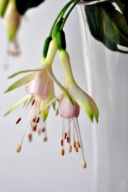 White Fuchsia Hawkshead Summer Flower Photograph Print