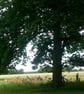 Stags head ring - Image 4