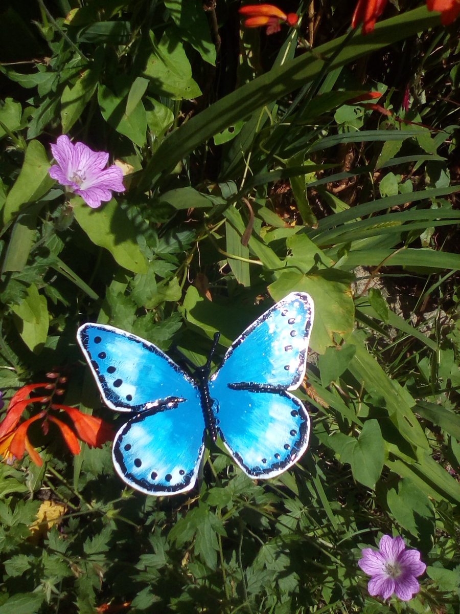 Blue butterfly garden ornament.