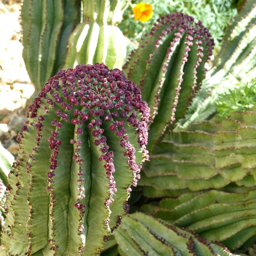 6" Square Photographic Card