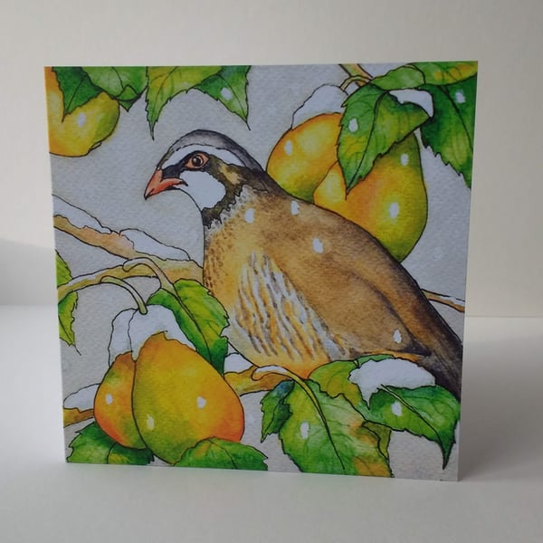 A Partridge in a pear Tree