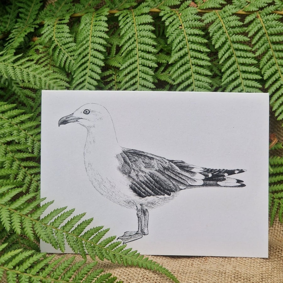 Lesser black-backed gull card