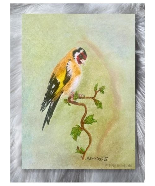 Original European Goldfinch Colour Pencil Drawing