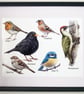 British Birds - Picture in Three Available Sizes with a Black or White Frame - Image 2