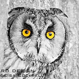 Exclusive Owl Stare Greetings Card