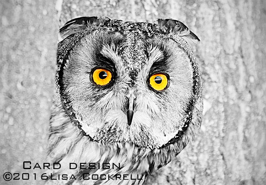 Exclusive Owl Stare Greetings Card