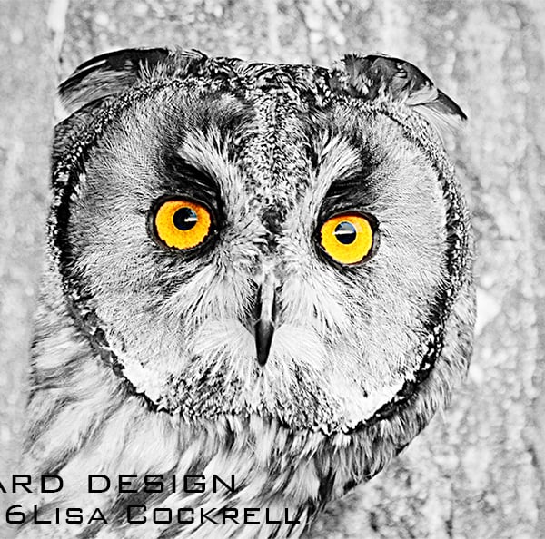 Exclusive Owl Stare Greetings Card