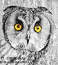 Exclusive Owl Stare Greetings Card - Image 1