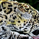 Bath Time, original jaguar pastel pencil artwork