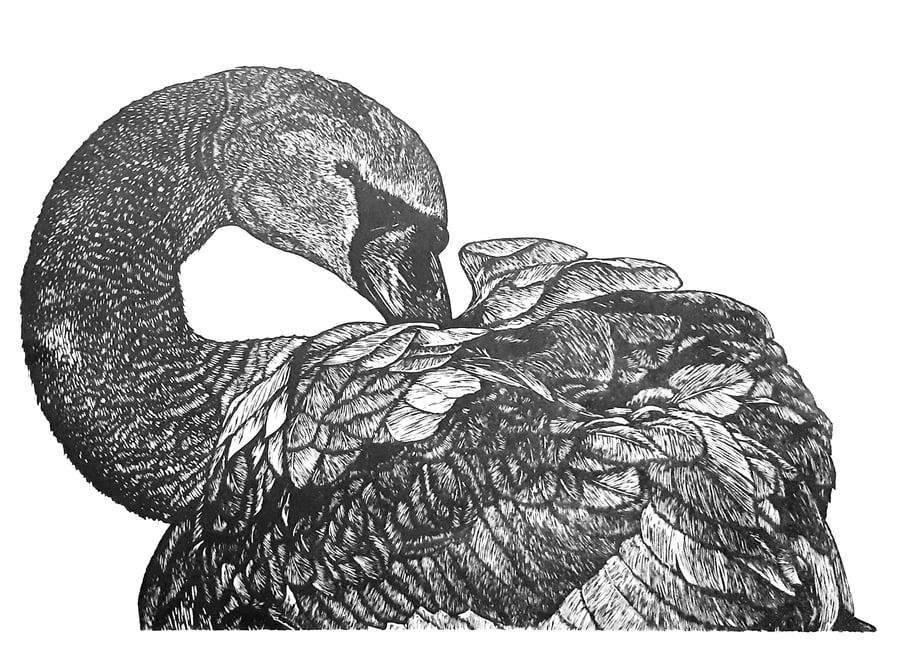 Original linoprint of a Mute Swan