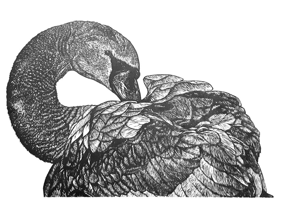 Original linoprint of a Mute Swan