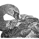 Original linoprint of a Mute Swan
