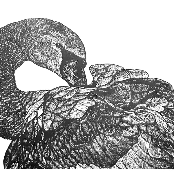 Original linoprint of a Mute Swan