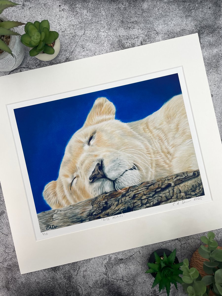 Limited Edition Fine Art Print of "Rise Again" Lioness Coloured Pencil Art