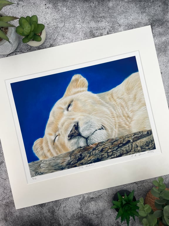 Limited Edition Fine Art Print of "Rise Again" Lioness Coloured Pencil Art