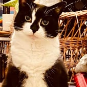 Puddingtonpotts Gift Shop