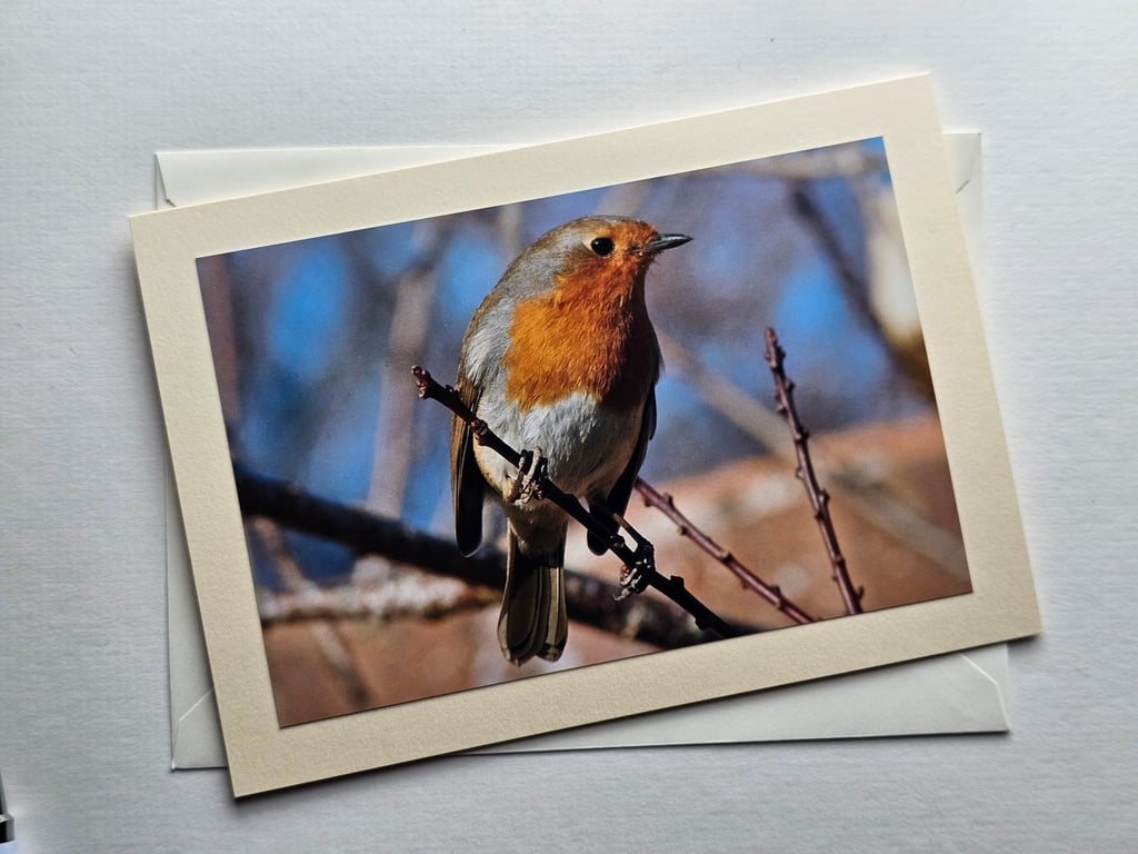 Friendly Robin Large Photographic Card Size 7" x 5" 