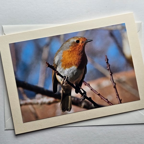 Friendly Robin Large Photographic Card Size 7" x 5" 