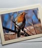 Friendly Robin Large Photographic Card Size 7" x 5" 
