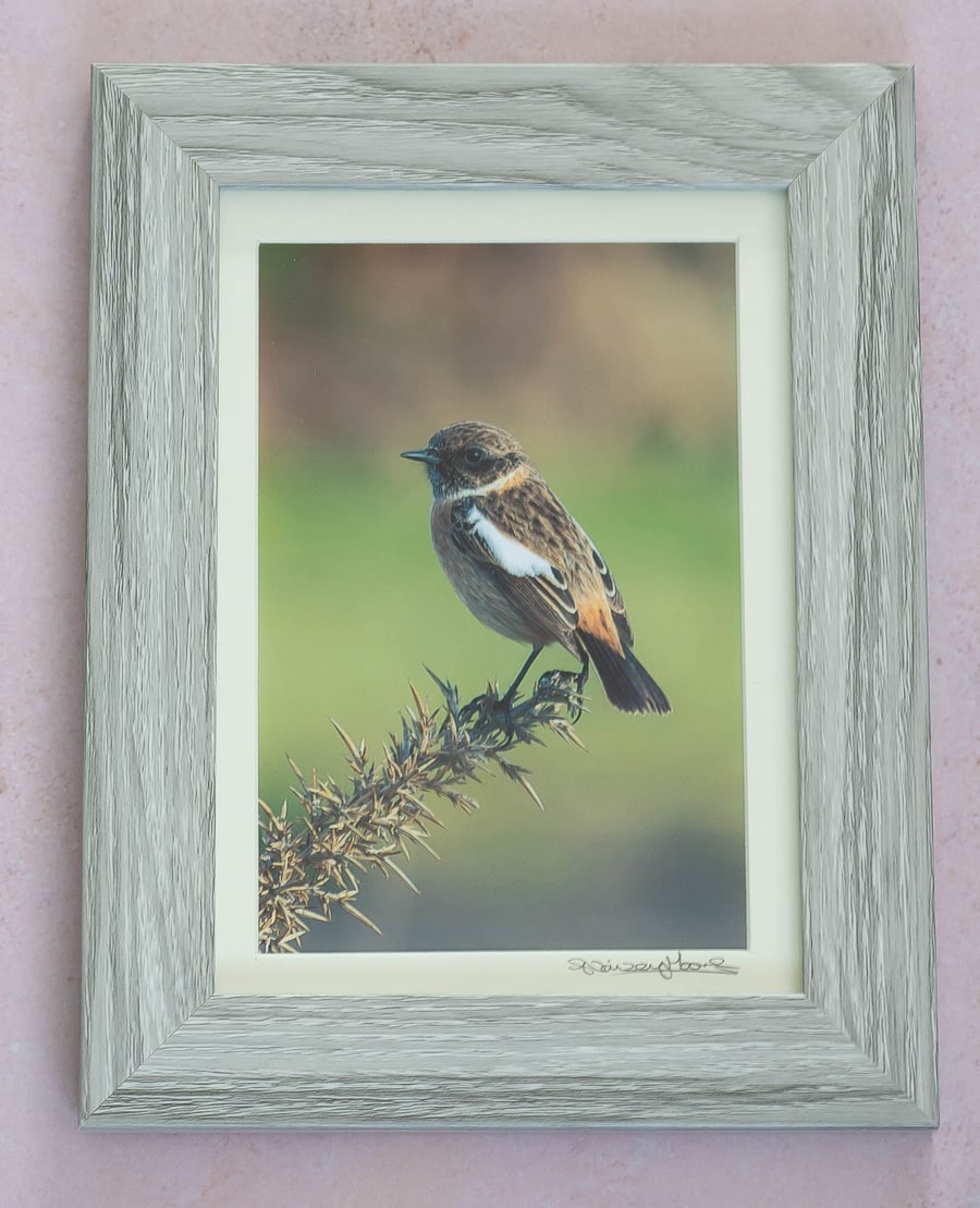 Framed Original Photo of a Female Stonechat
