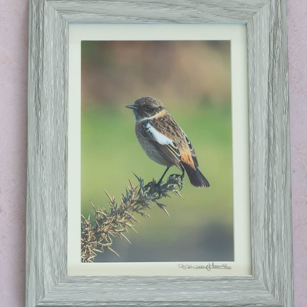 Framed Original Photo of a Female Stonechat