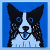 BORDER COLLIE DOG  ON BLUE BLANK CARD