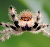Fluffypaws spider homes
