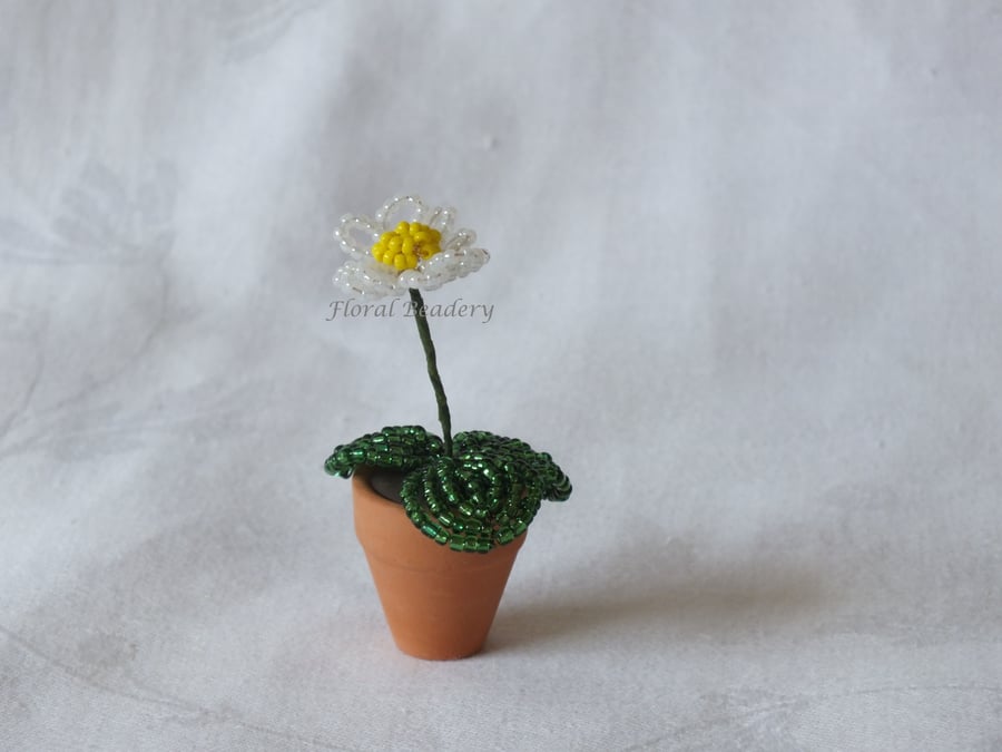 Single Miniature Daisy