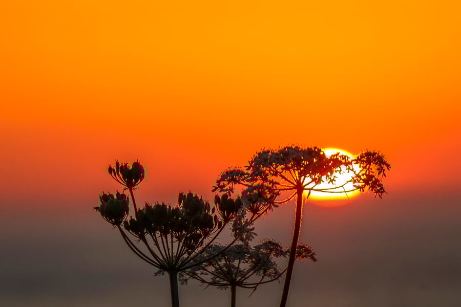 Natural World - Photographic Image of the setting sun. 