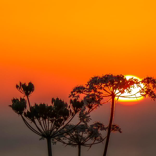 Natural World - Photographic Image of the setting sun. 
