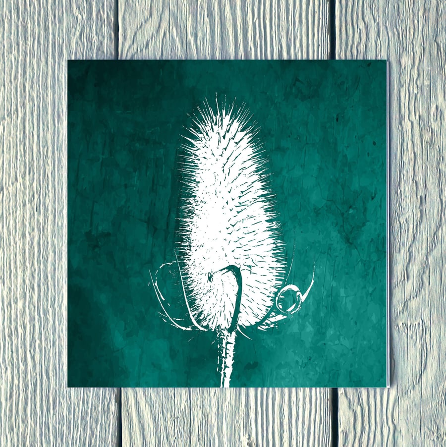 Teasel Winter Seed Head, Greetings Card