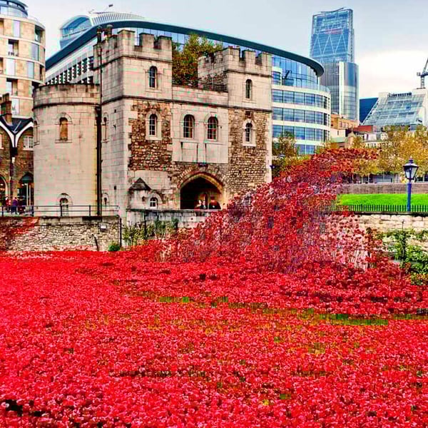 Tower of London Red Poppy Poppies Photograph Print