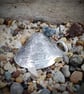 Sterling silver seashell pendant - Image 2