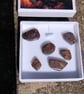 Boulder Opal Matrix loose stones polished Parcel