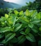 Spearmint High Strength Professional Flavouring. - Image 1