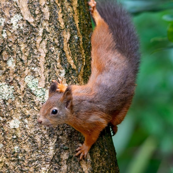Red squirrel descending print