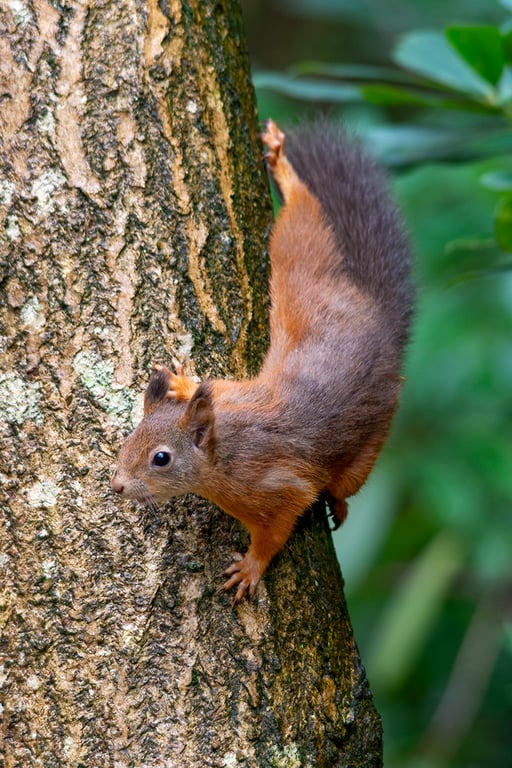 Red squirrel descending print